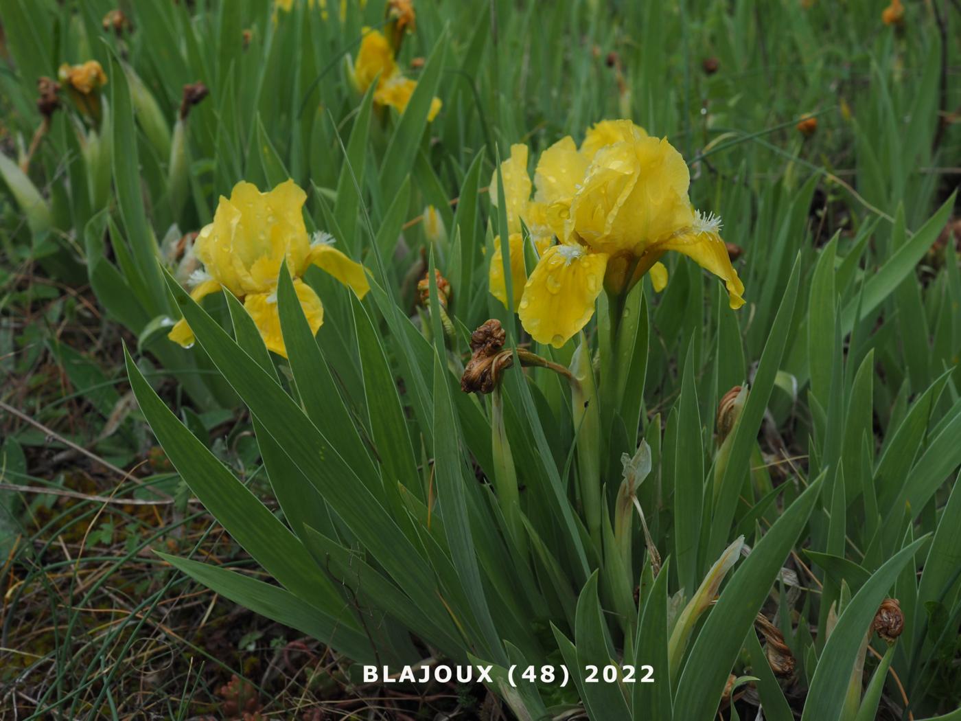 Iris, Yellow plant